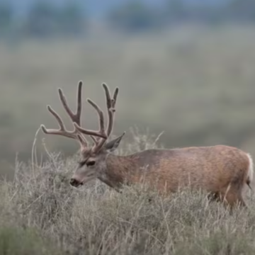 County commissioner and former Utah wildlife official investigated for alleged big game baiting