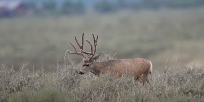 County commissioner and former Utah wildlife official investigated for alleged big game baiting