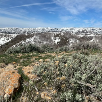 Utah wildlife officials secretly culled 170 elk from LDS Church ranch land