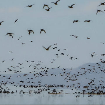 Down the Drain: Records show enforcement of storm drain pollution affecting Great Salt Lake is hit or miss