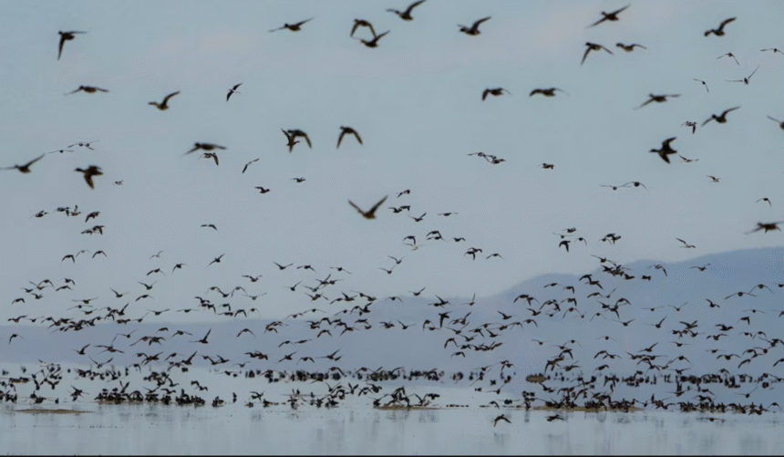 Down the Drain: Records show enforcement of storm drain pollution affecting Great Salt Lake is hit or miss
