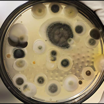 Man claims Sandy landlord ignored the mold that was damaging his health